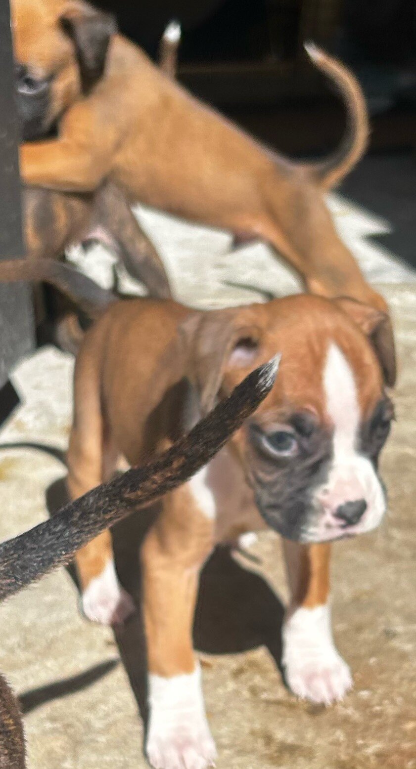 Puppies image 3