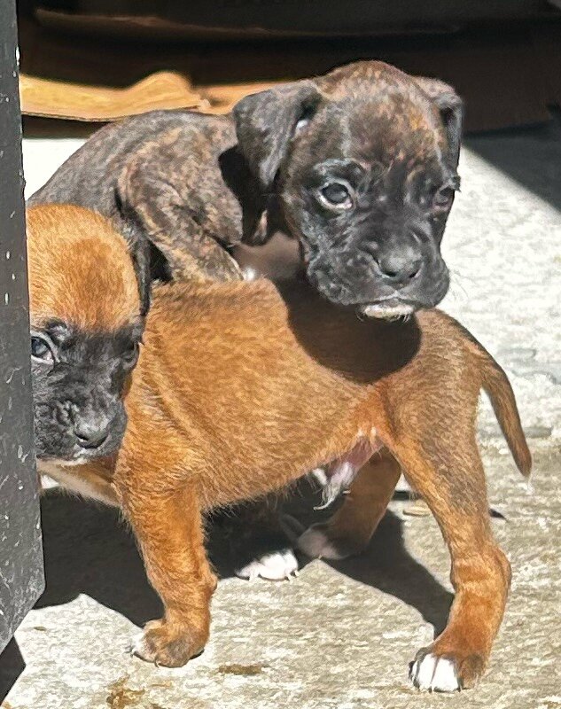 Puppies image 2