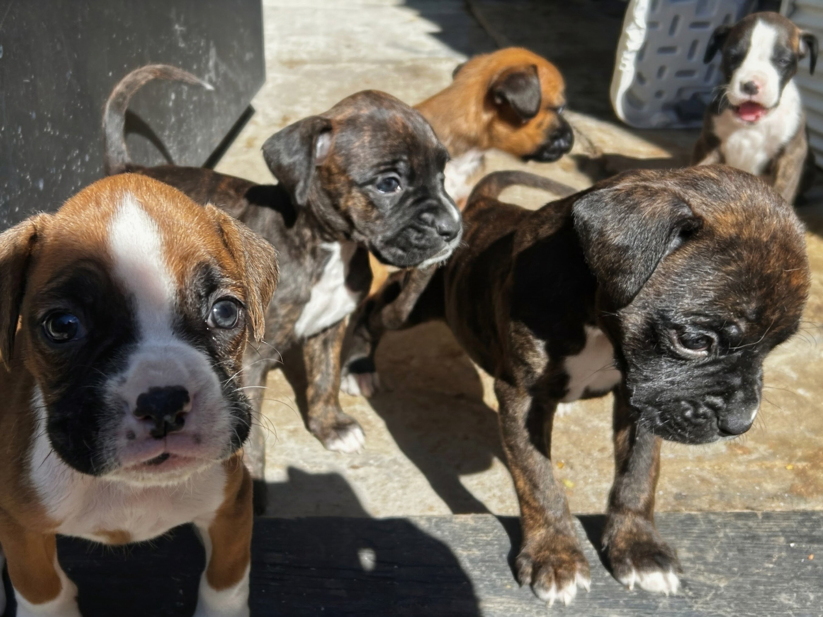 Puppies image 1