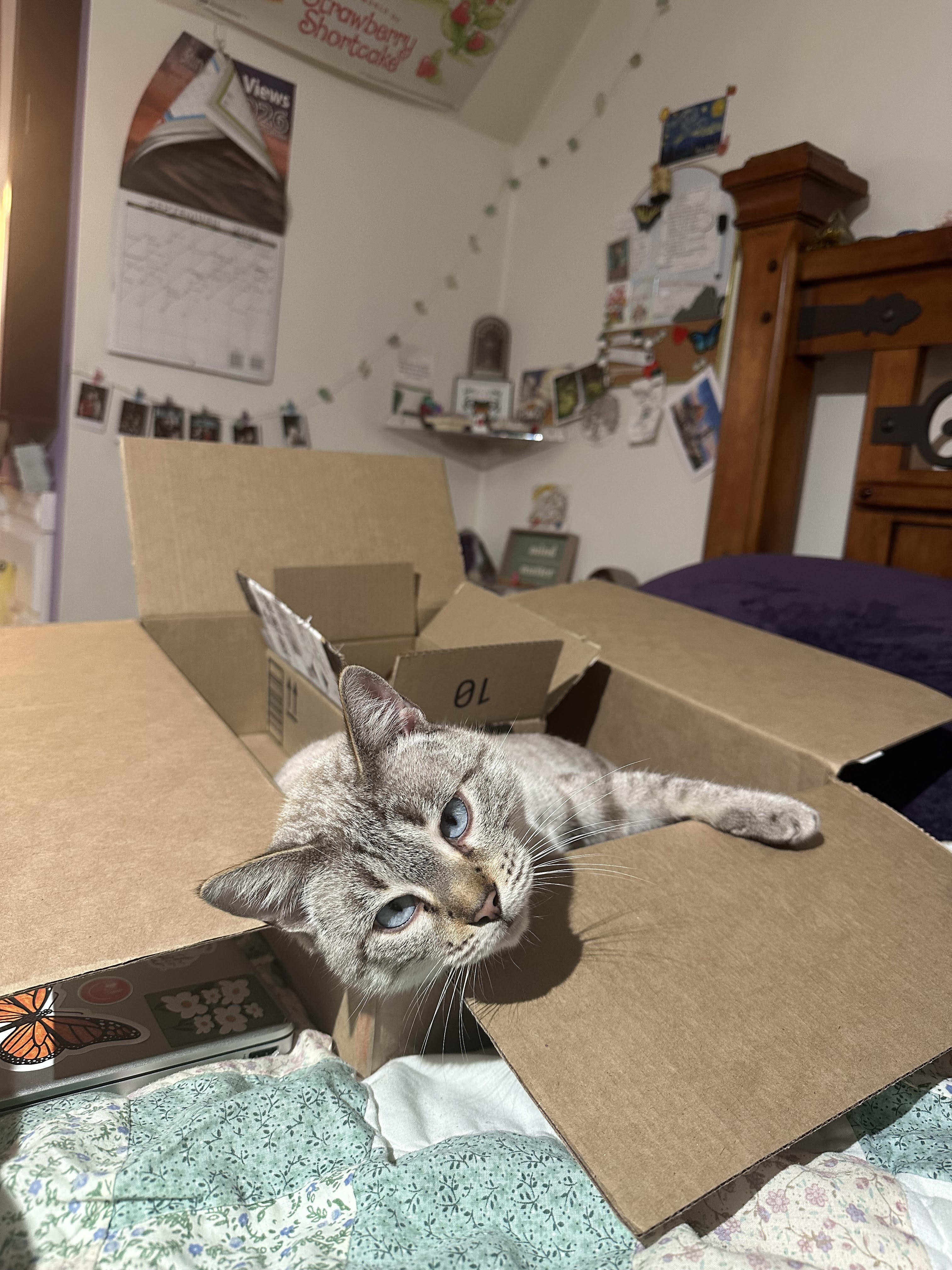 Four year old female cat image 3