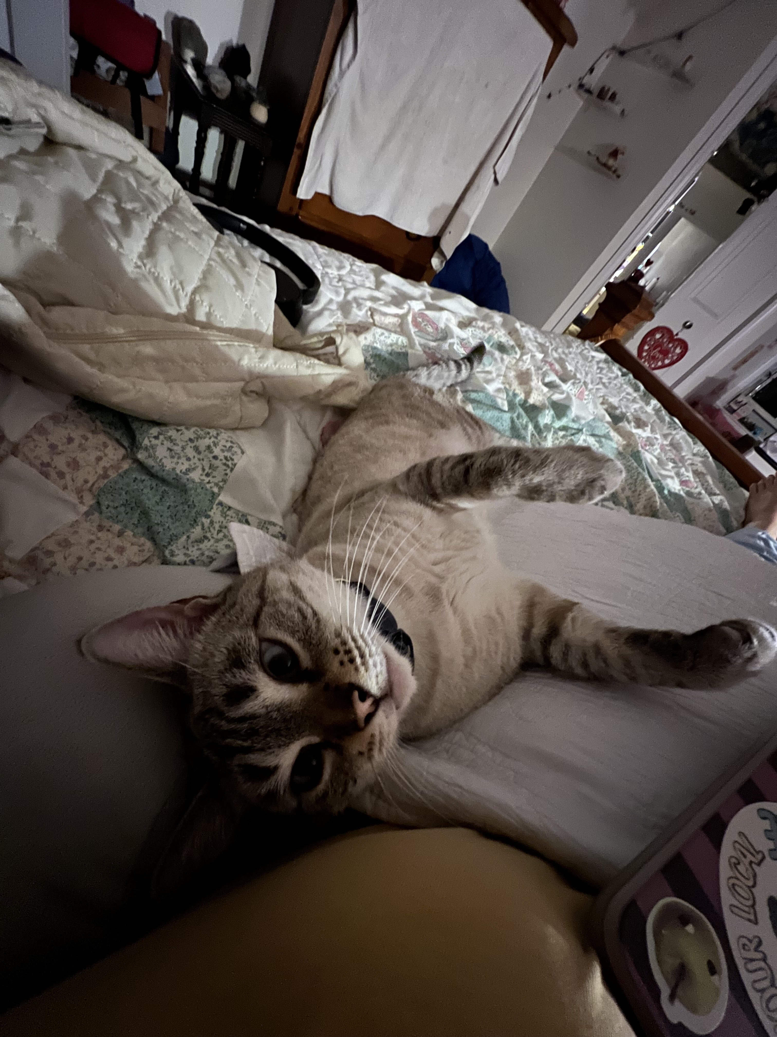 Four year old female cat image 1