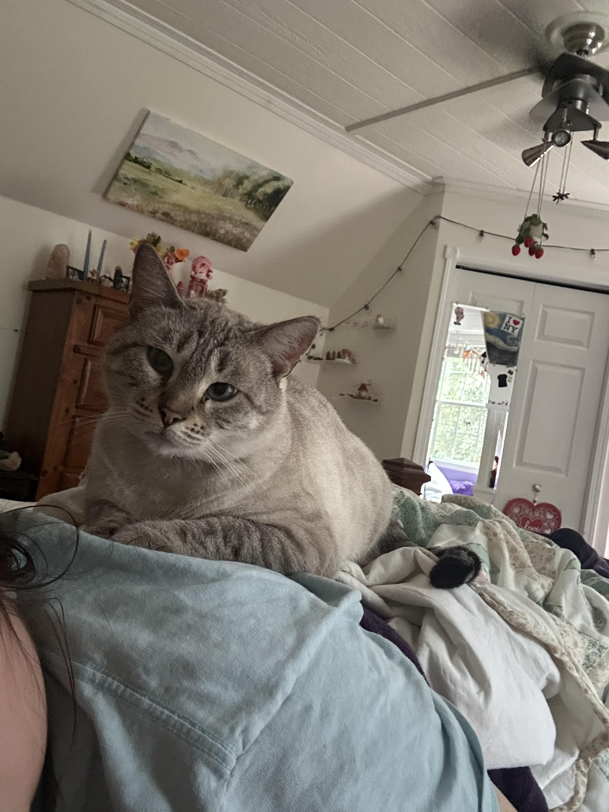 Four year old female cat image 2