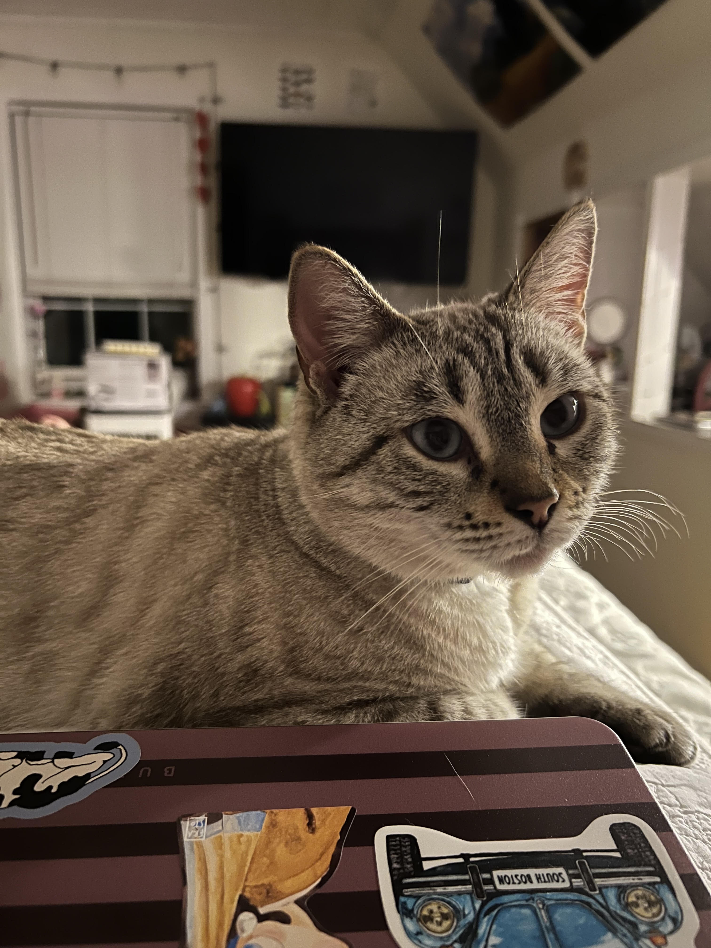 Four year old female cat image 4