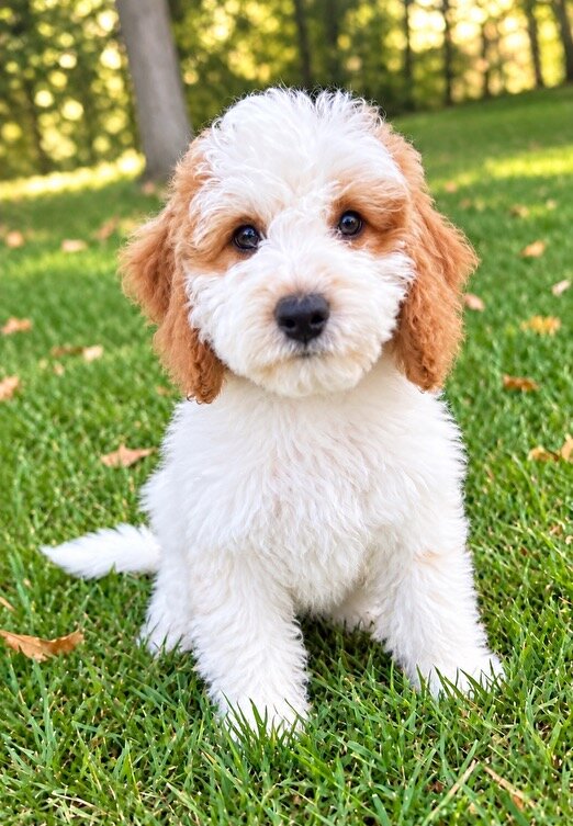 Cava poo Puppies male image 6