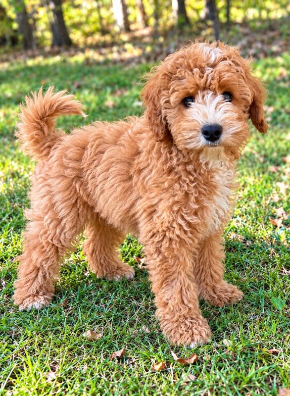Cava poo Puppies male image 2