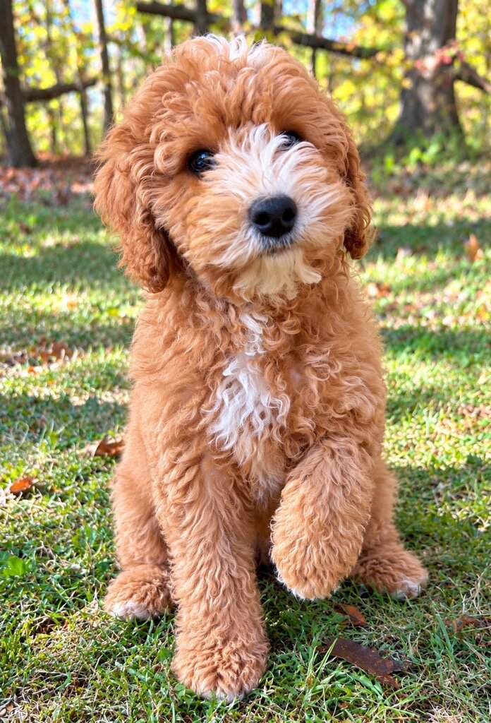 Cava poo Puppies male image 4