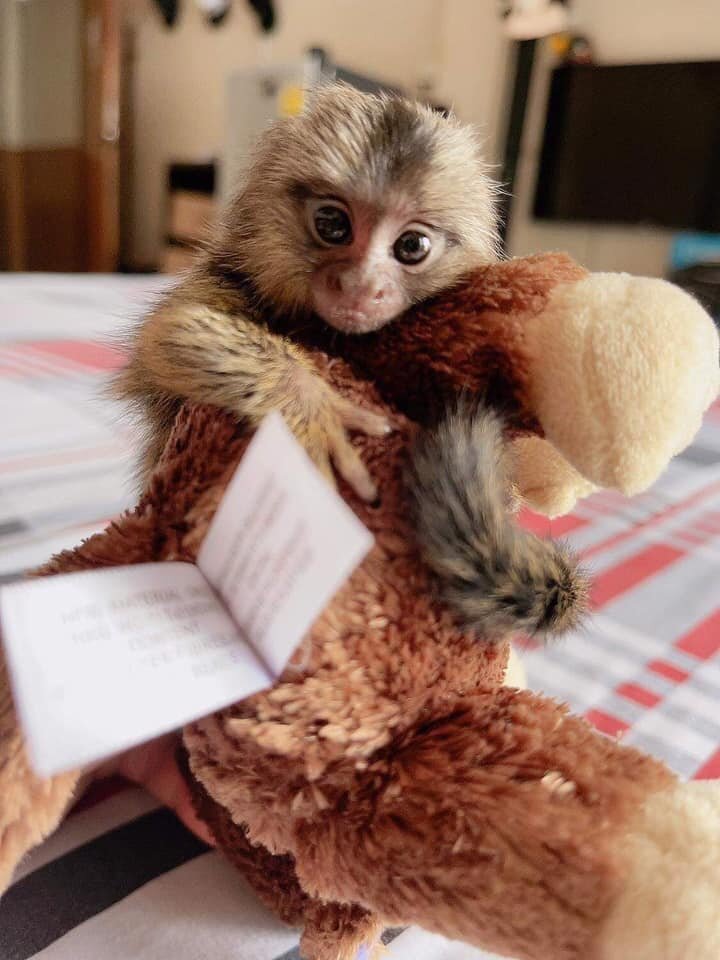 Pygmy marmoset monkeys image 2