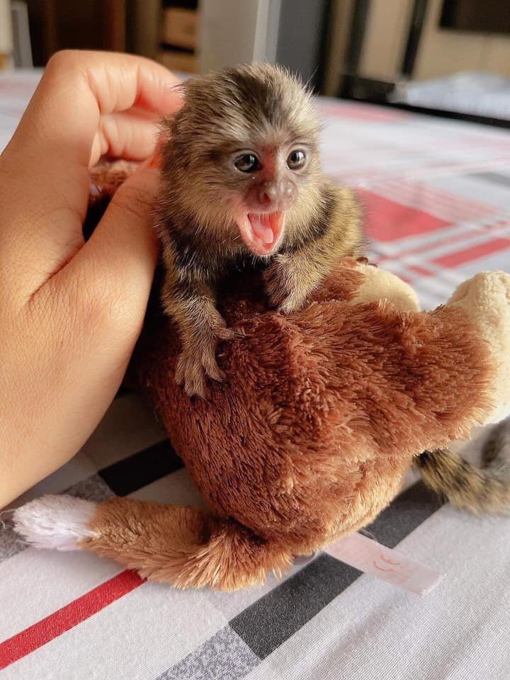 Pygmy marmoset monkeys image 1