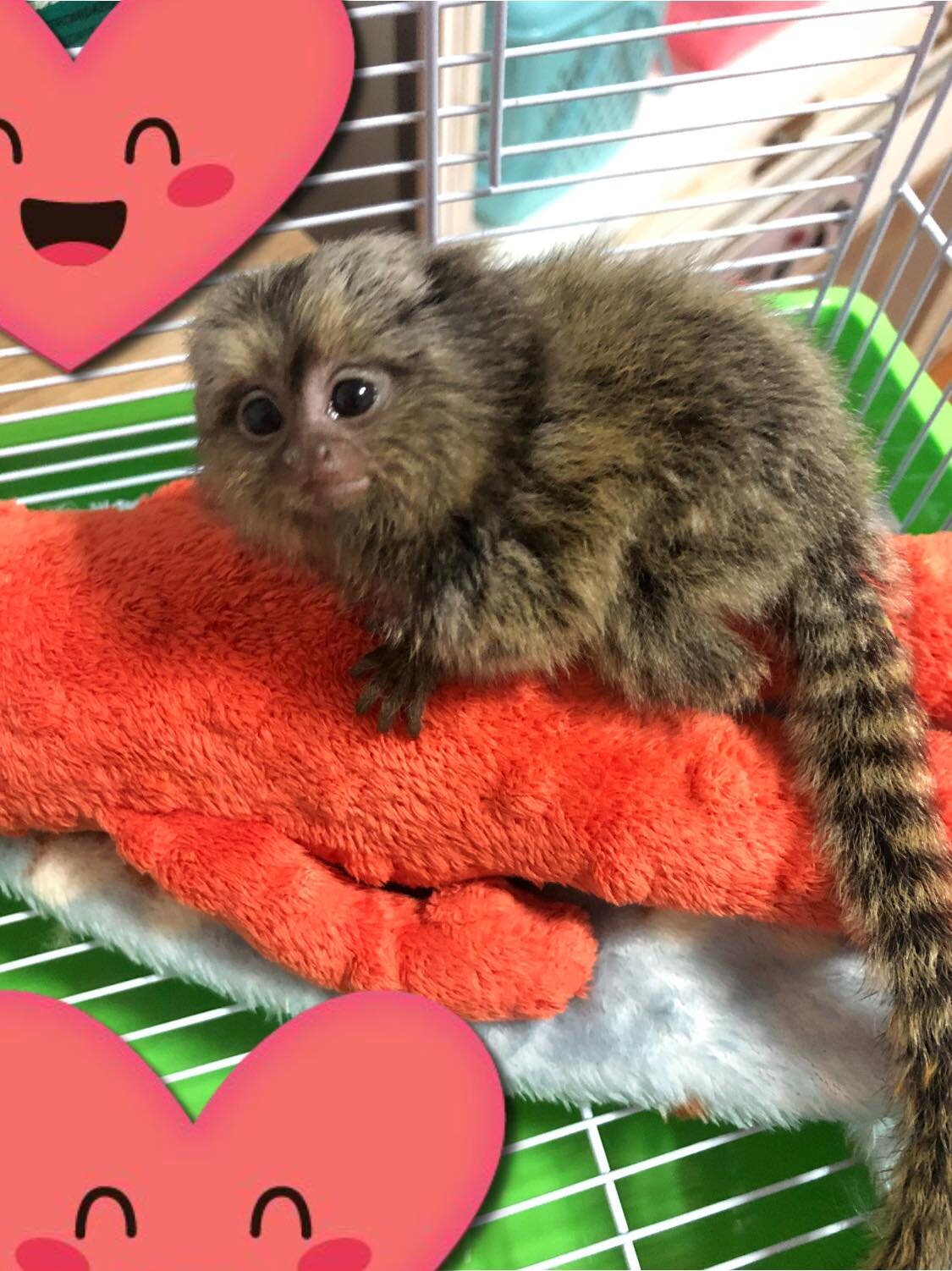 Pygmy marmoset monkeys image 3