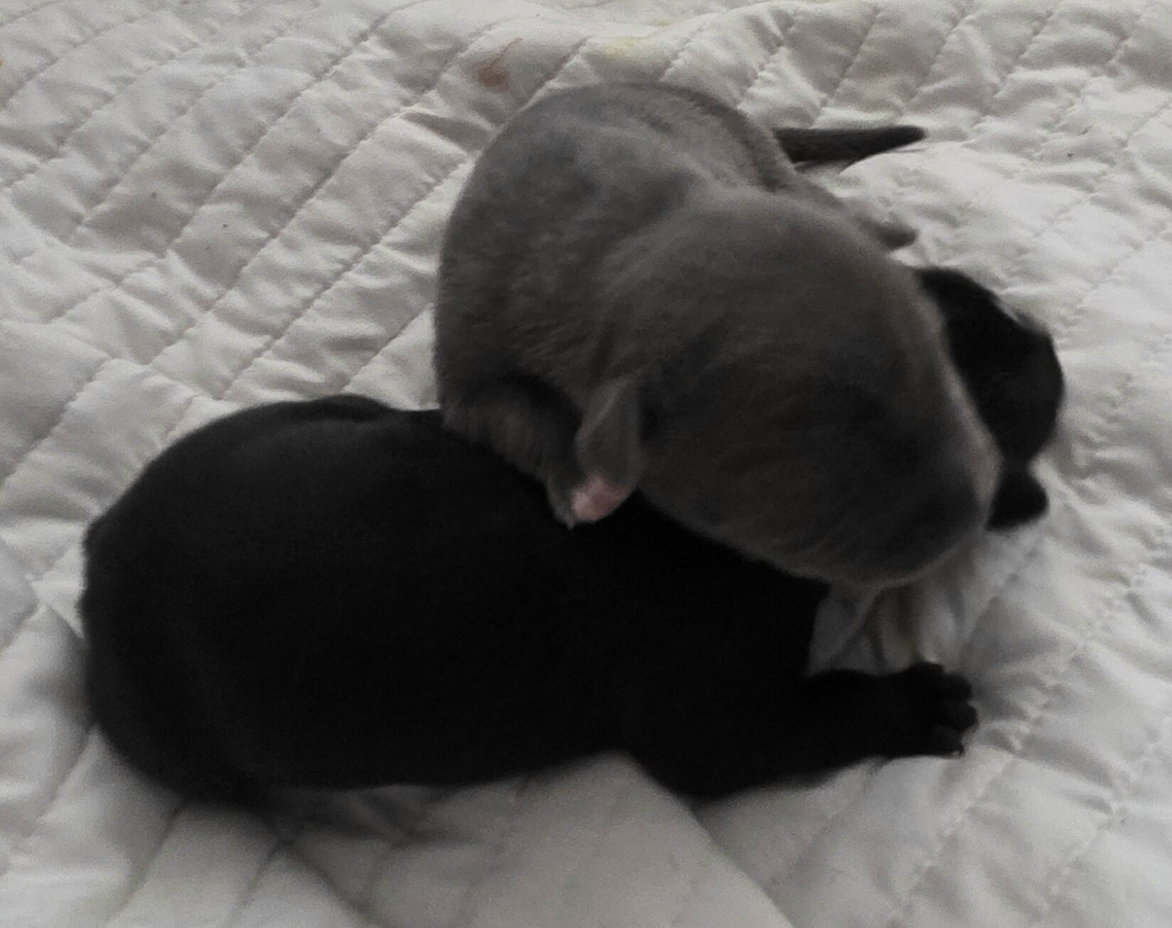 American pitbull terrier image 3