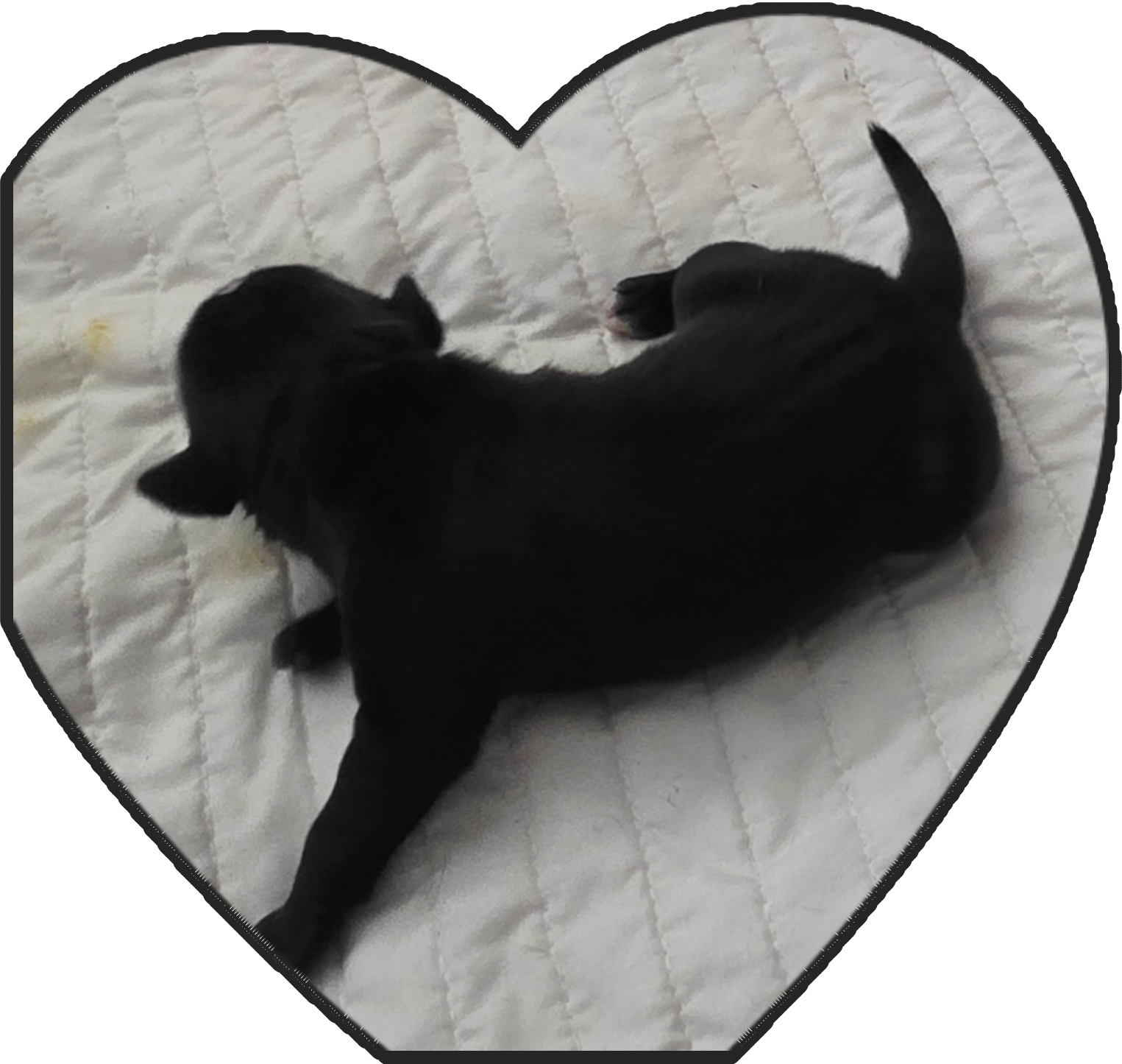 American pitbull terrier image 5