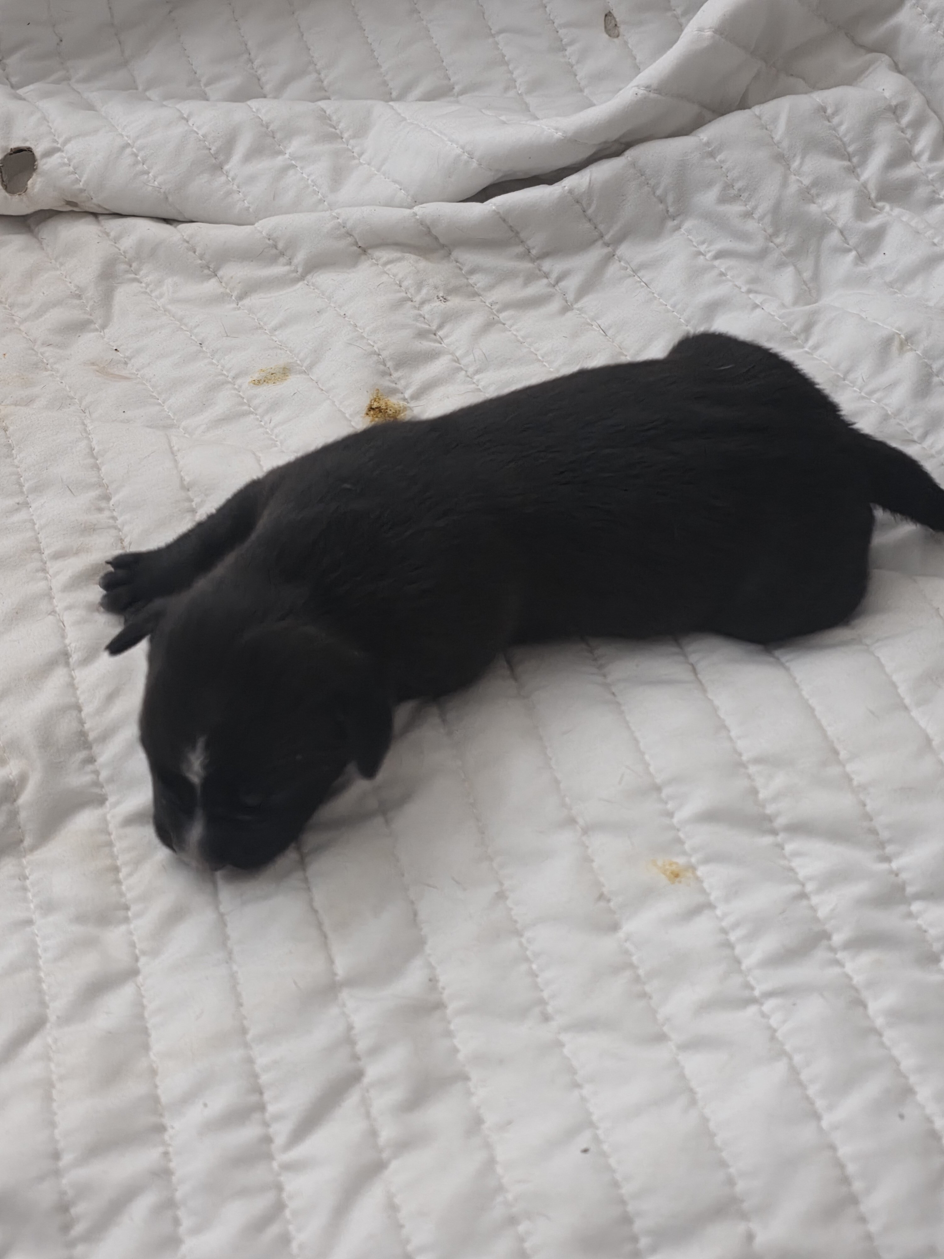 American pitbull terrier image 1