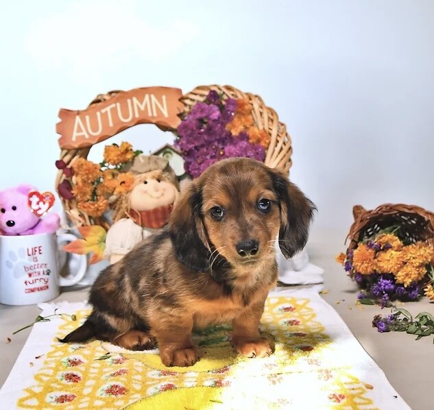 Dachshund puppy for adoption image 9