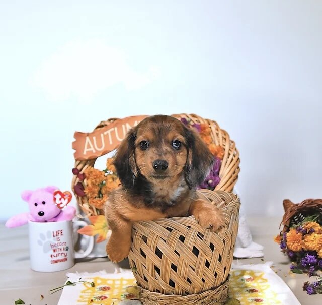 Dachshund puppy for adoption image 8