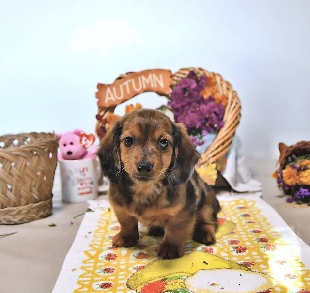 Dachshund puppy for adoption image 7