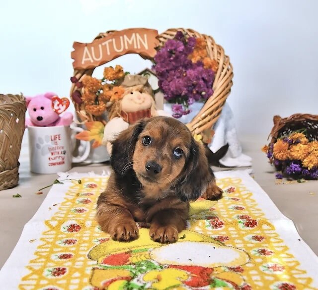 Dachshund puppy for adoption image 5