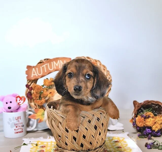 Dachshund puppy for adoption image 4