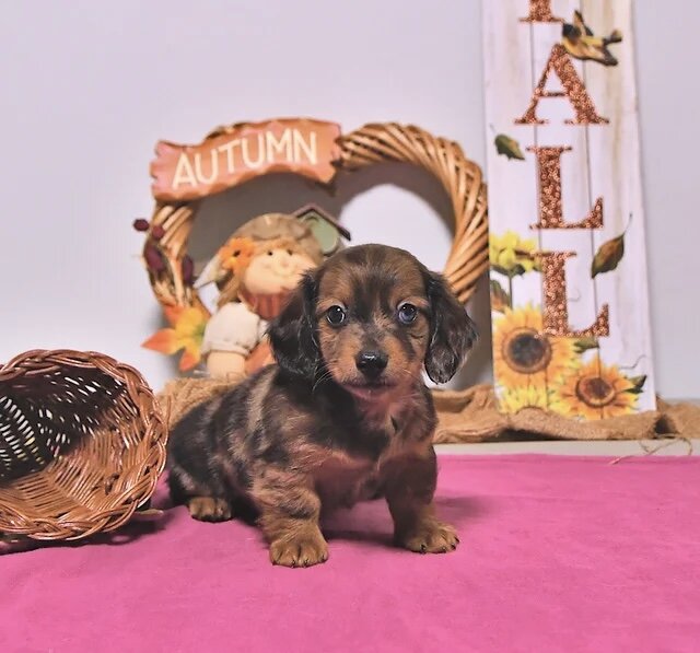 Dachshund puppy for adoption image 6