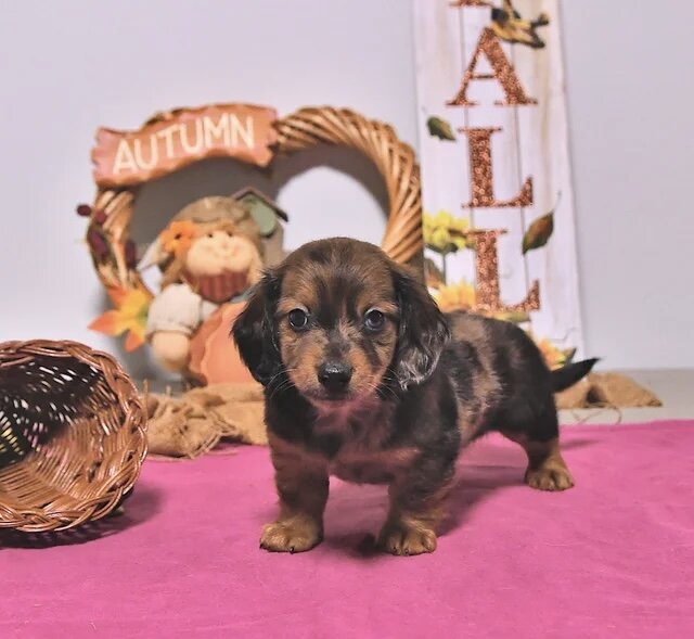 Dachshund puppy for adoption image 3
