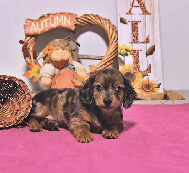 Dachshund puppy for adoption image 2