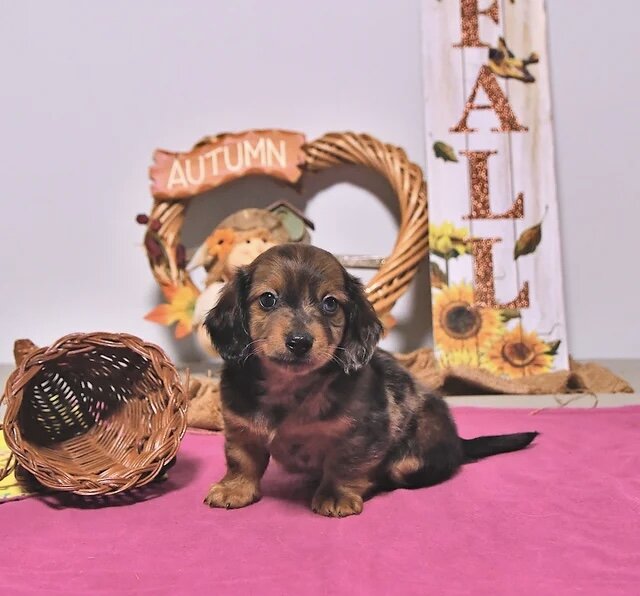 Dachshund puppy for adoption image 1