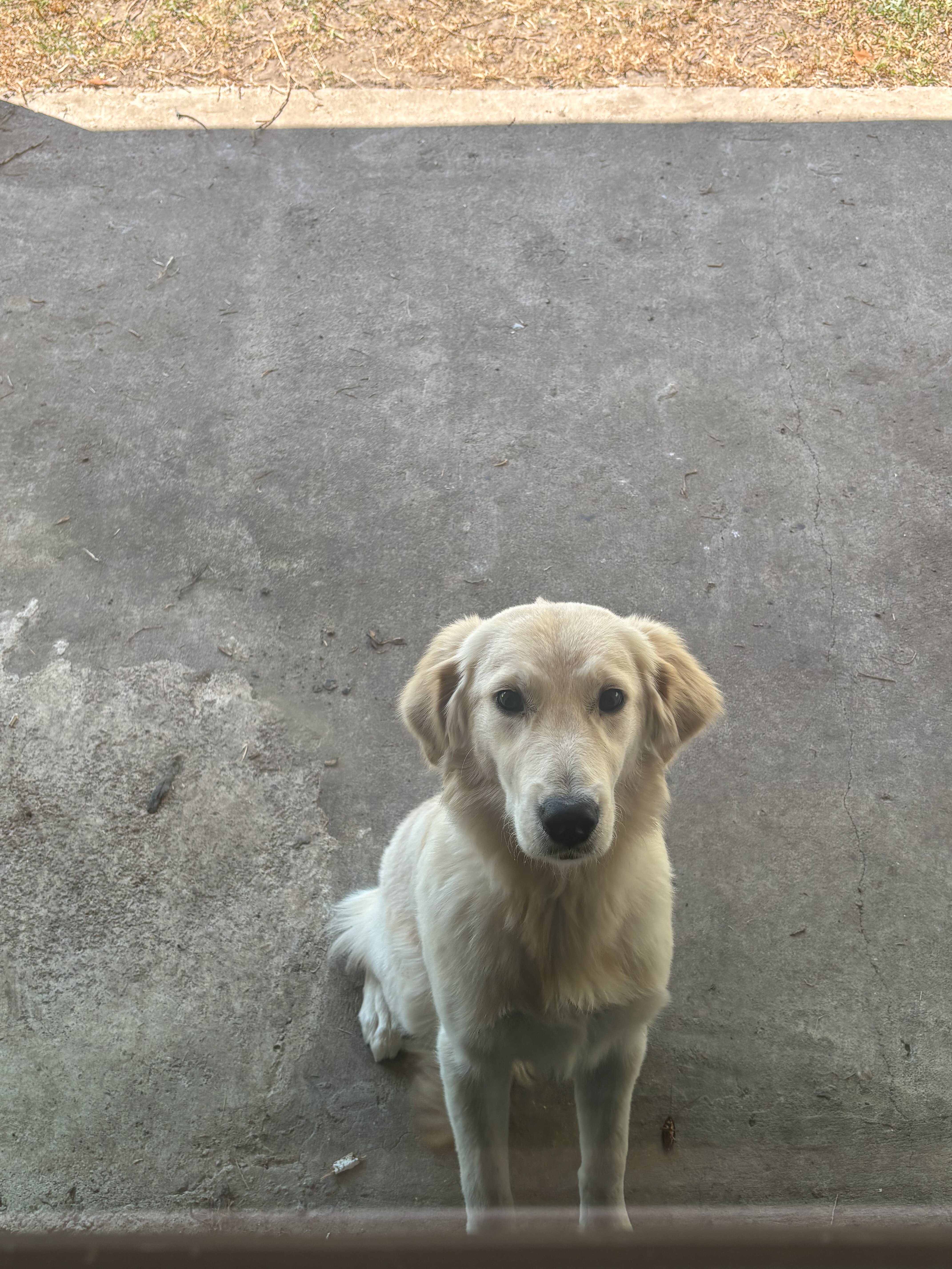 Friendly dog looking for new home image 1