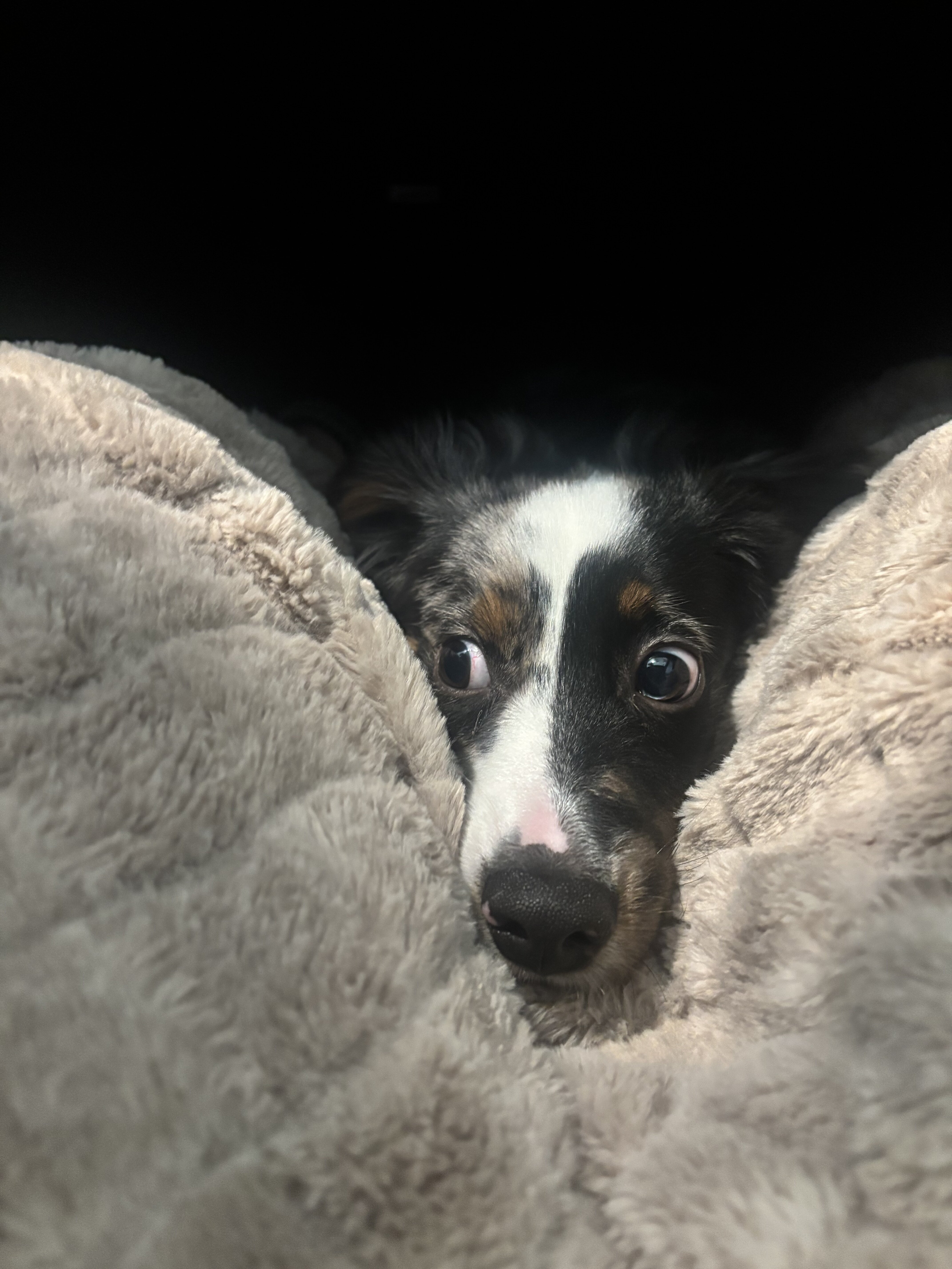 Dog looking for good home image 1