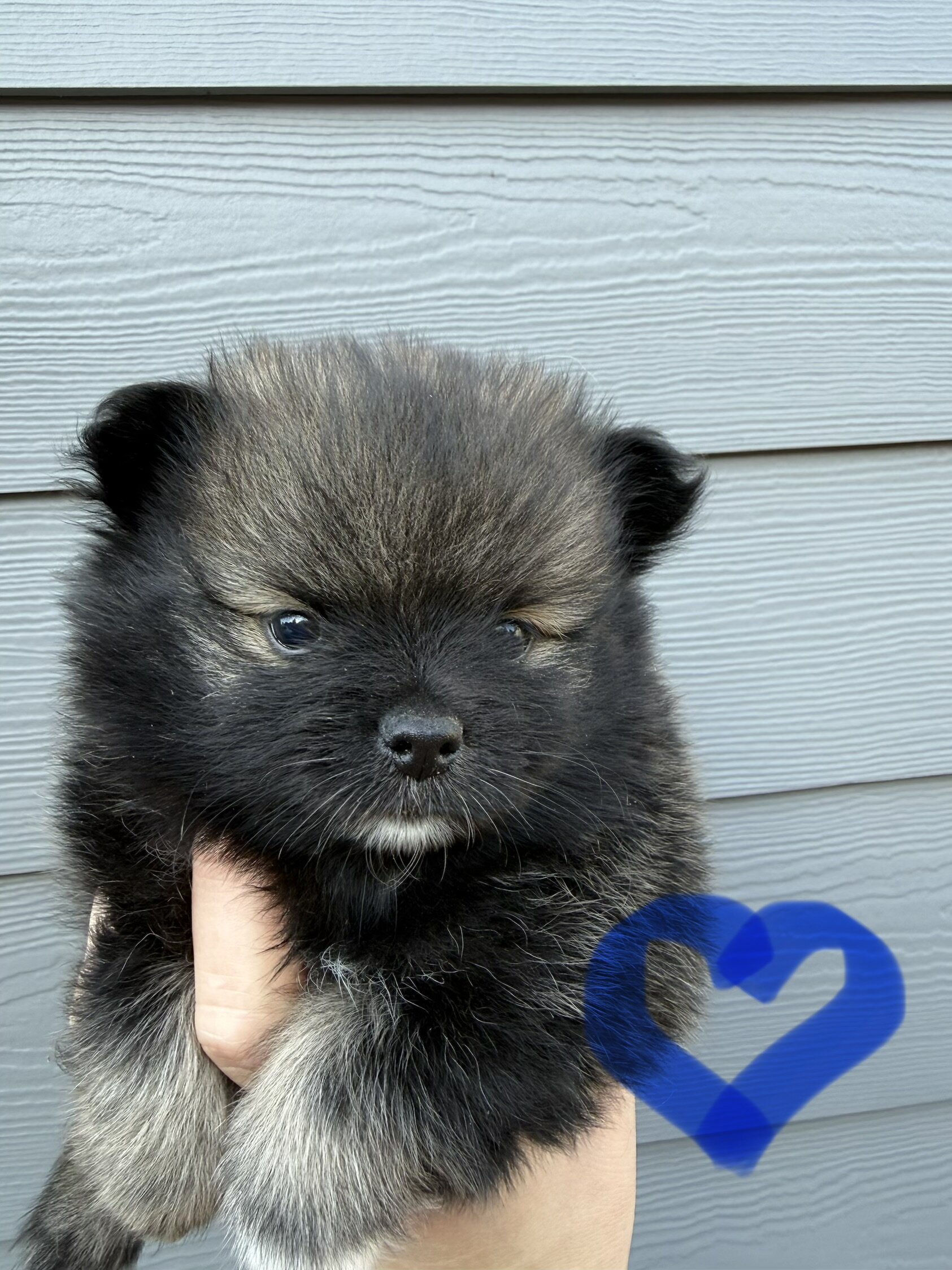 Pomeranian puppy image 1