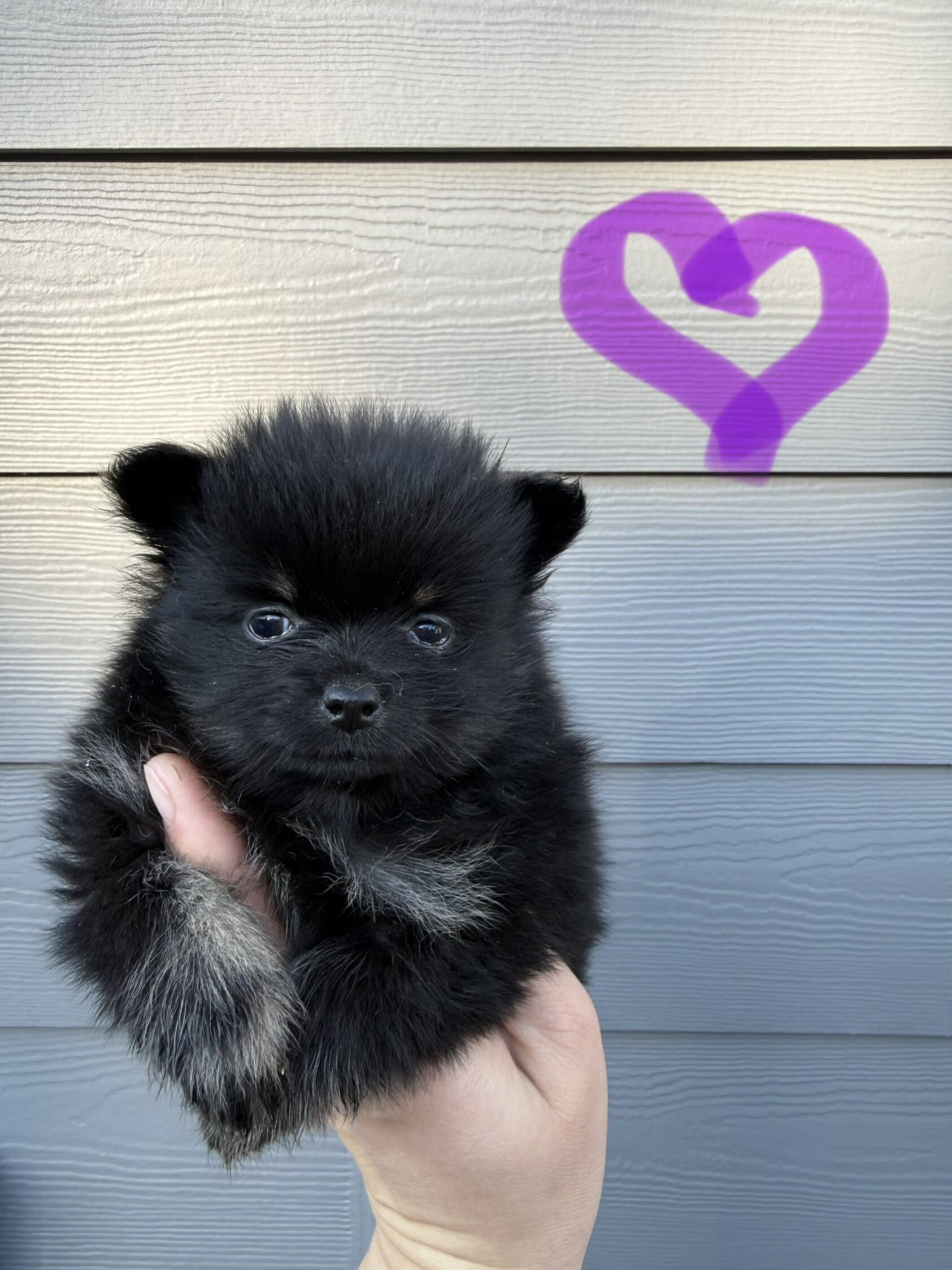 Pomeranian puppy image 4