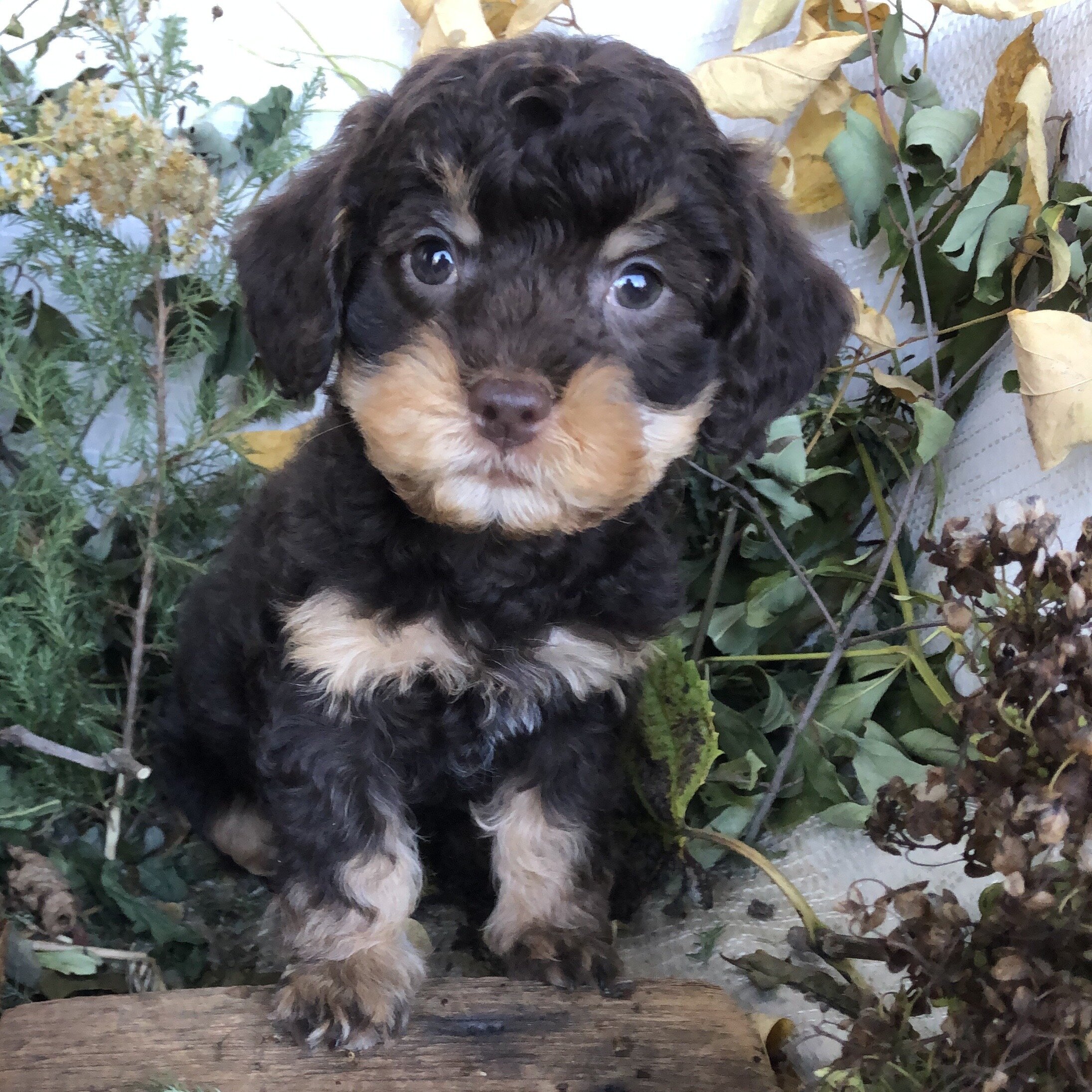 Yorkiepoo/cavapoo image 5