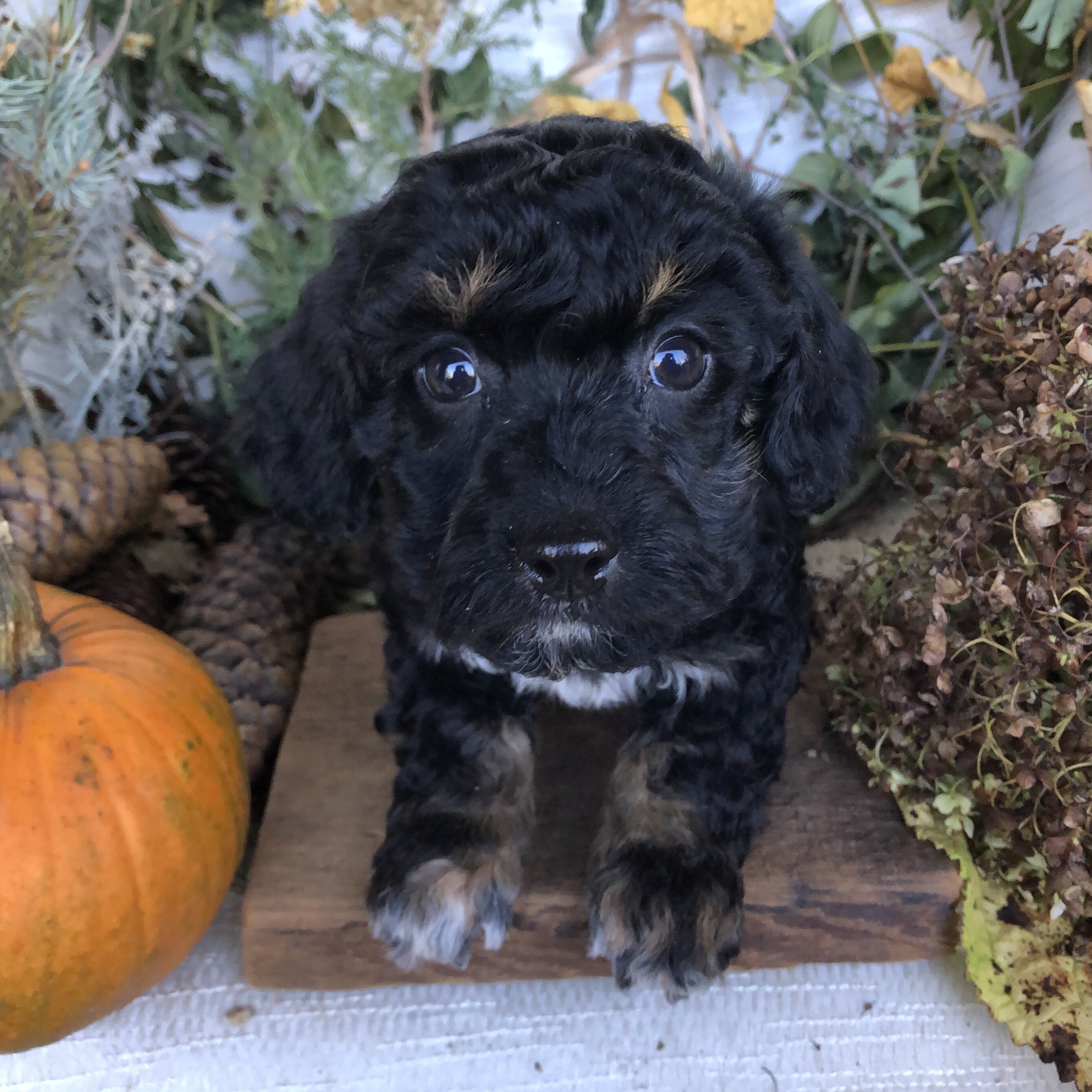 Yorkiepoo/cavapoo image 3
