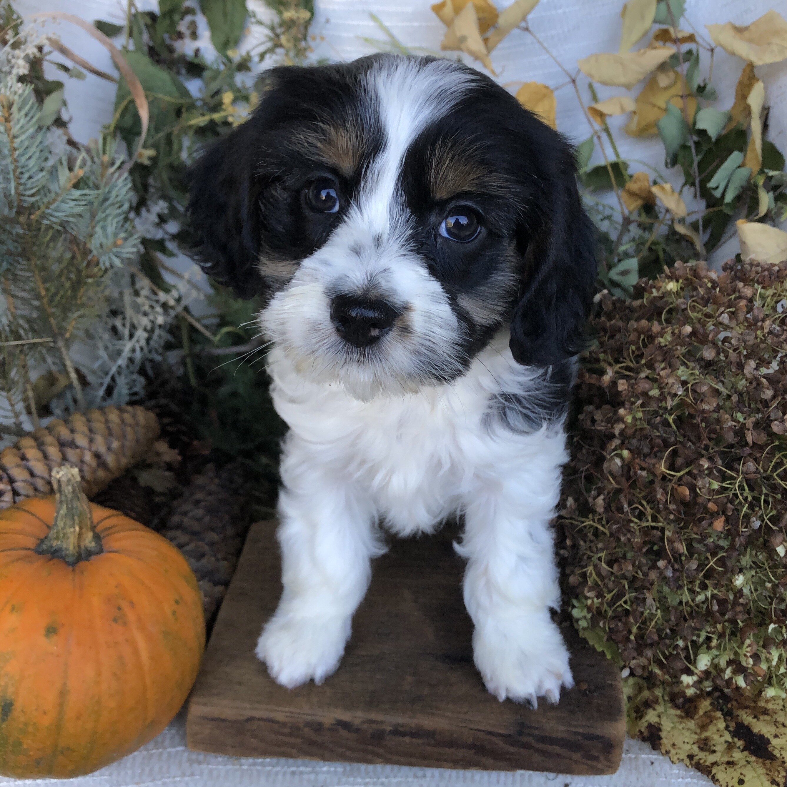 Yorkiepoo/cavapoo image 1