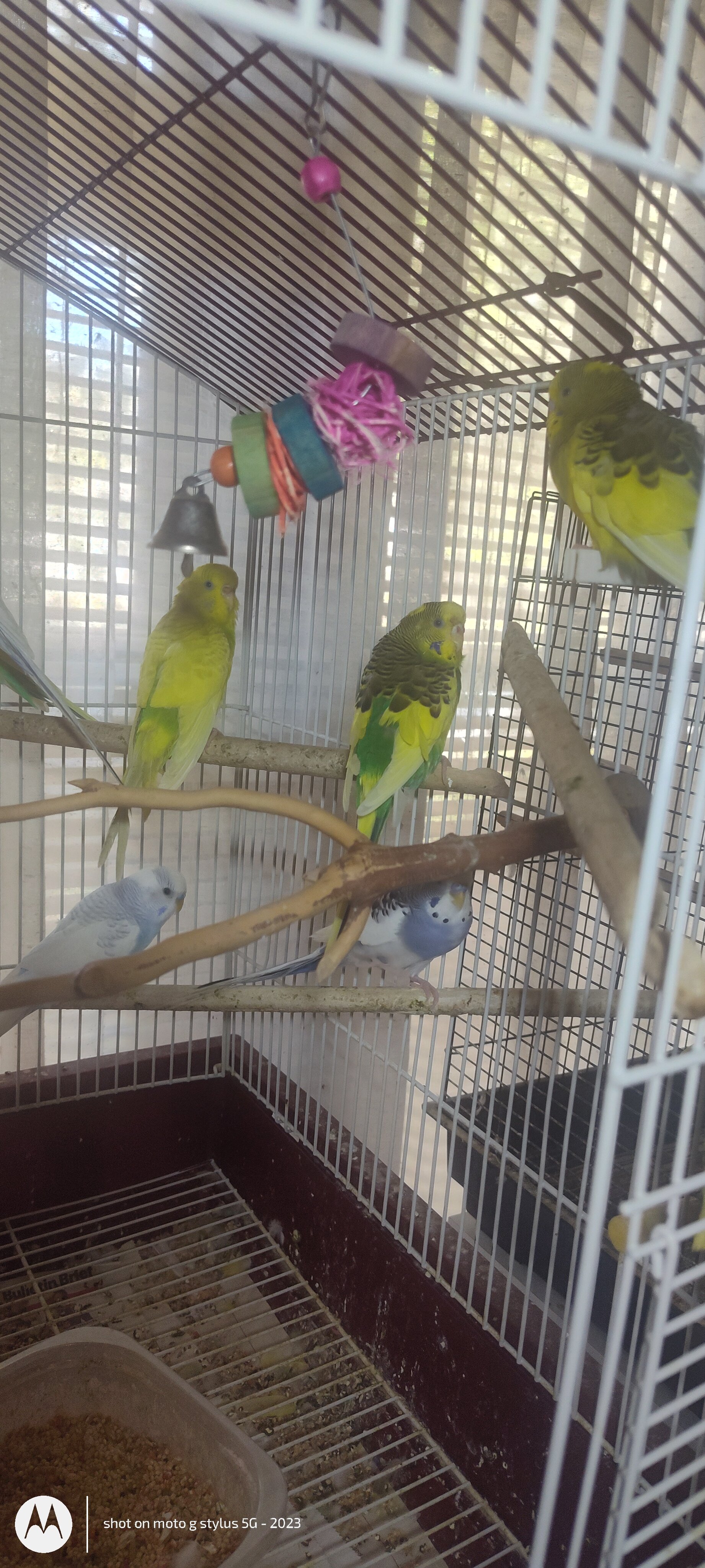Parakeets image 1