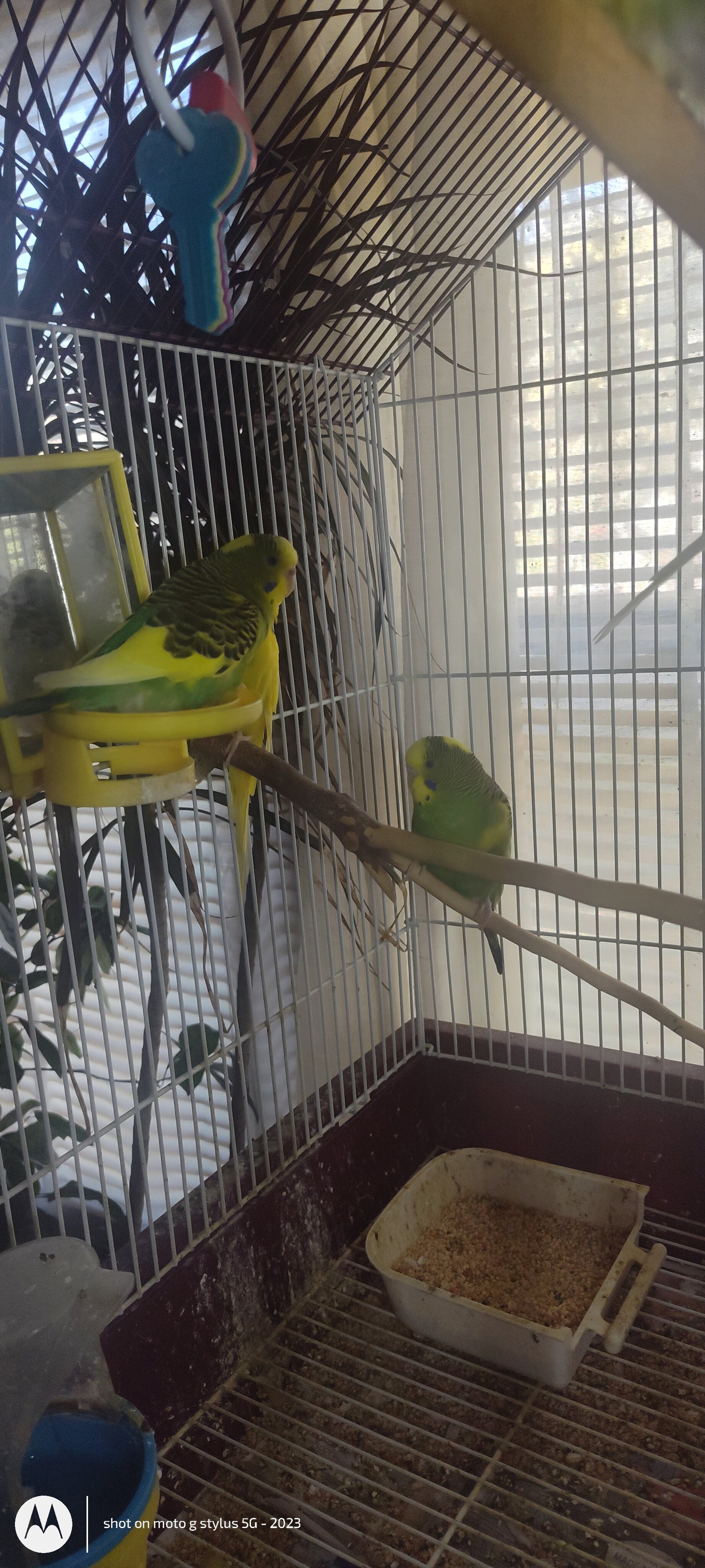 Parakeets image 2