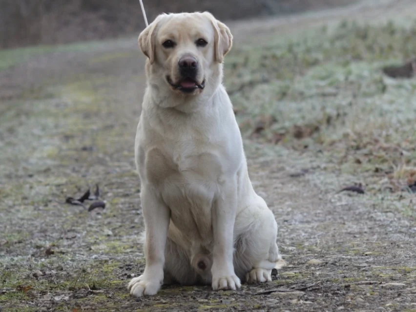little Labrador image 4
