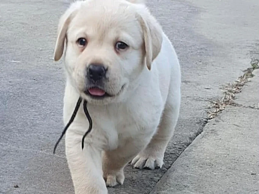 little Labrador image 2
