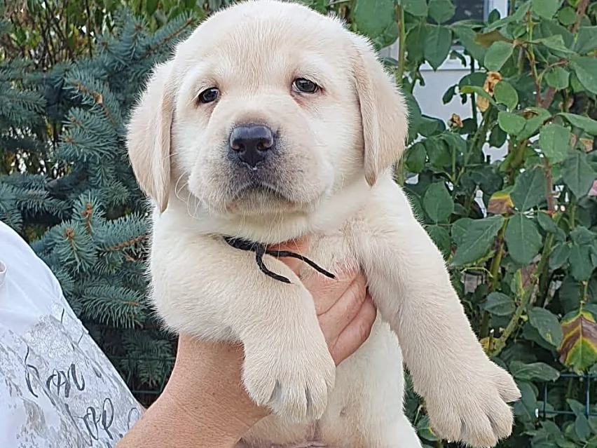 little Labrador image 1