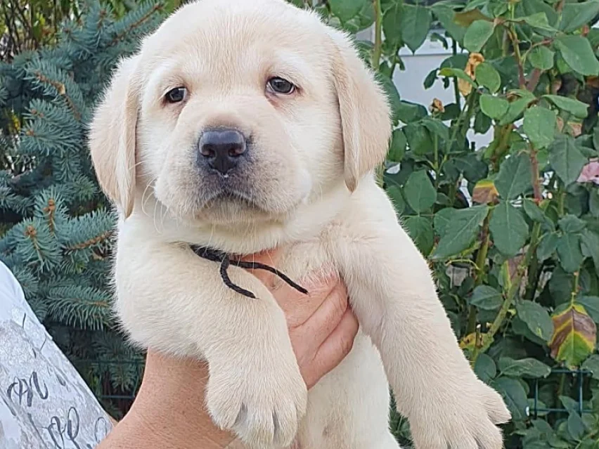 little Labrador image 3