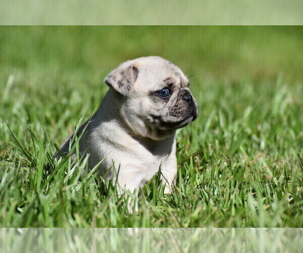 Maple is up for adoption. image 1