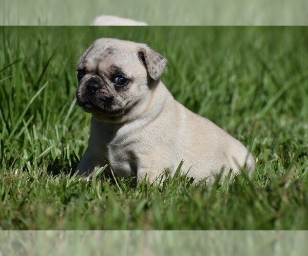 Maple is up for adoption. image 2