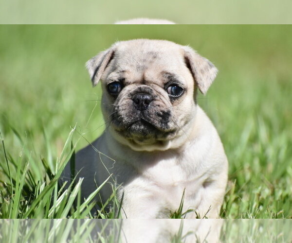 Maple is up for adoption. image 3