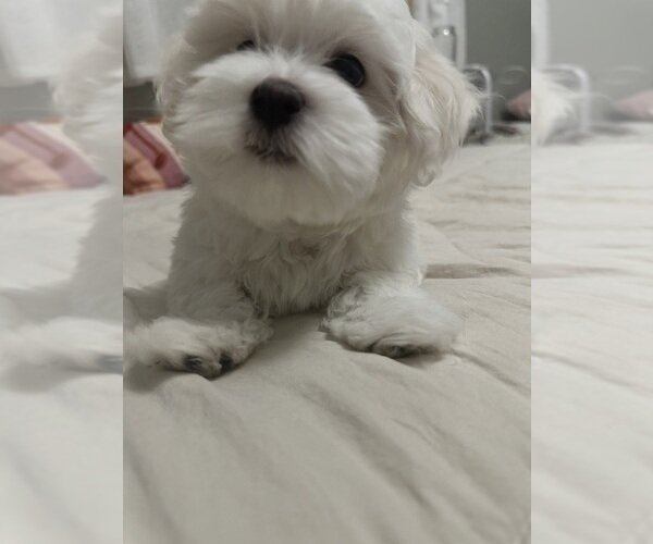 Asia is ready for a new home. image 2