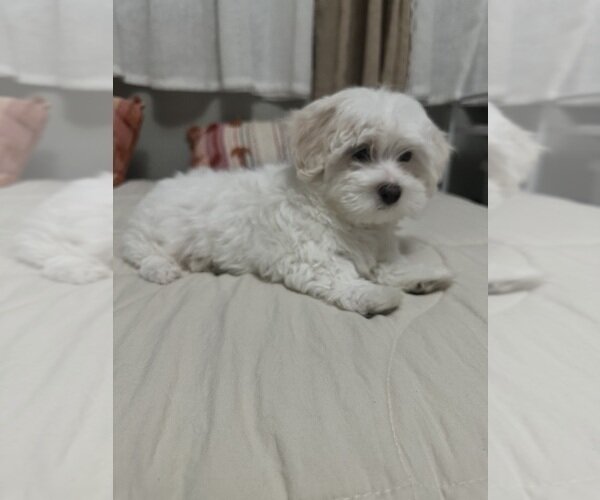 Asia is ready for a new home. image 1