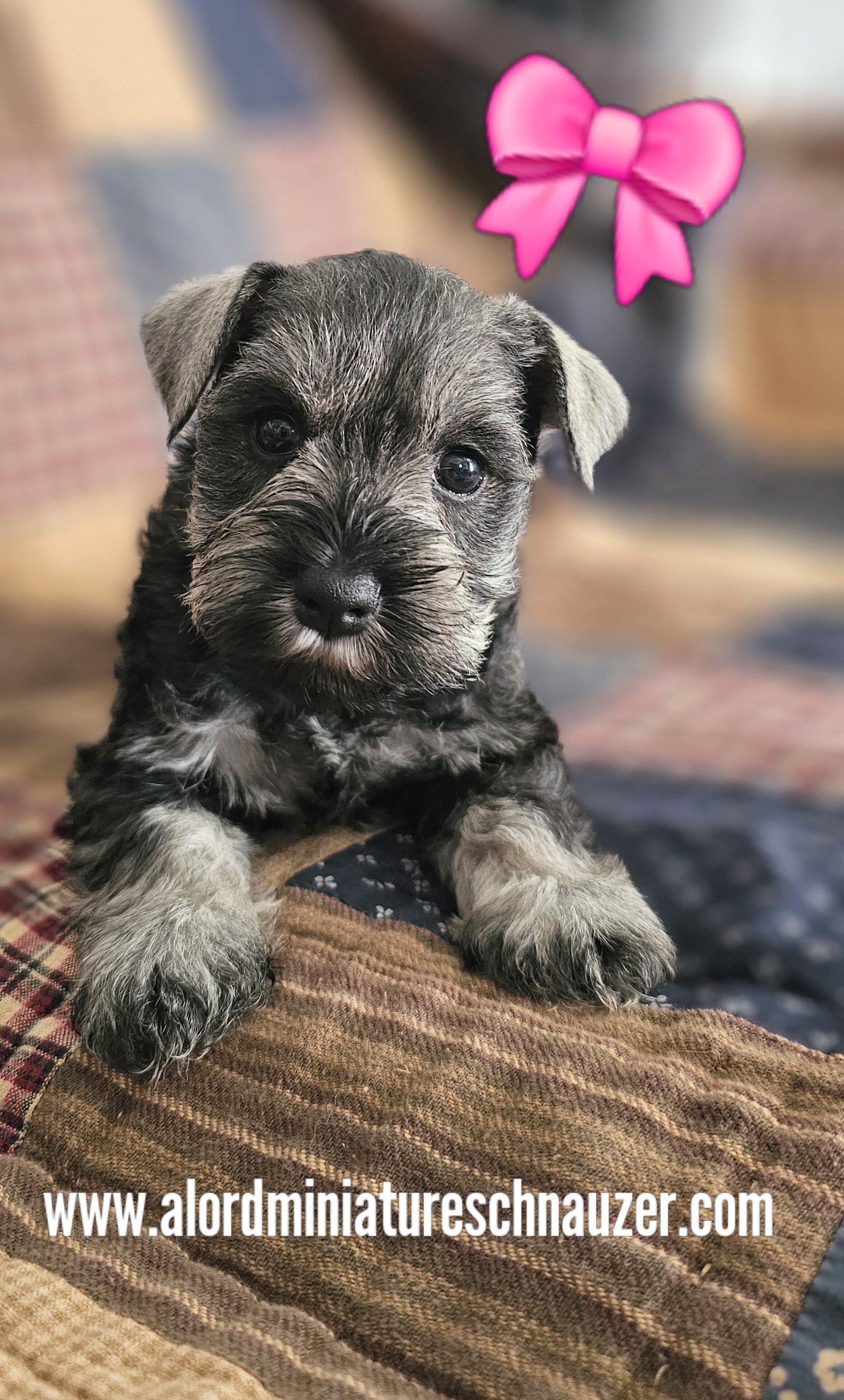 A'Lord Miniature Schnauzer image 1