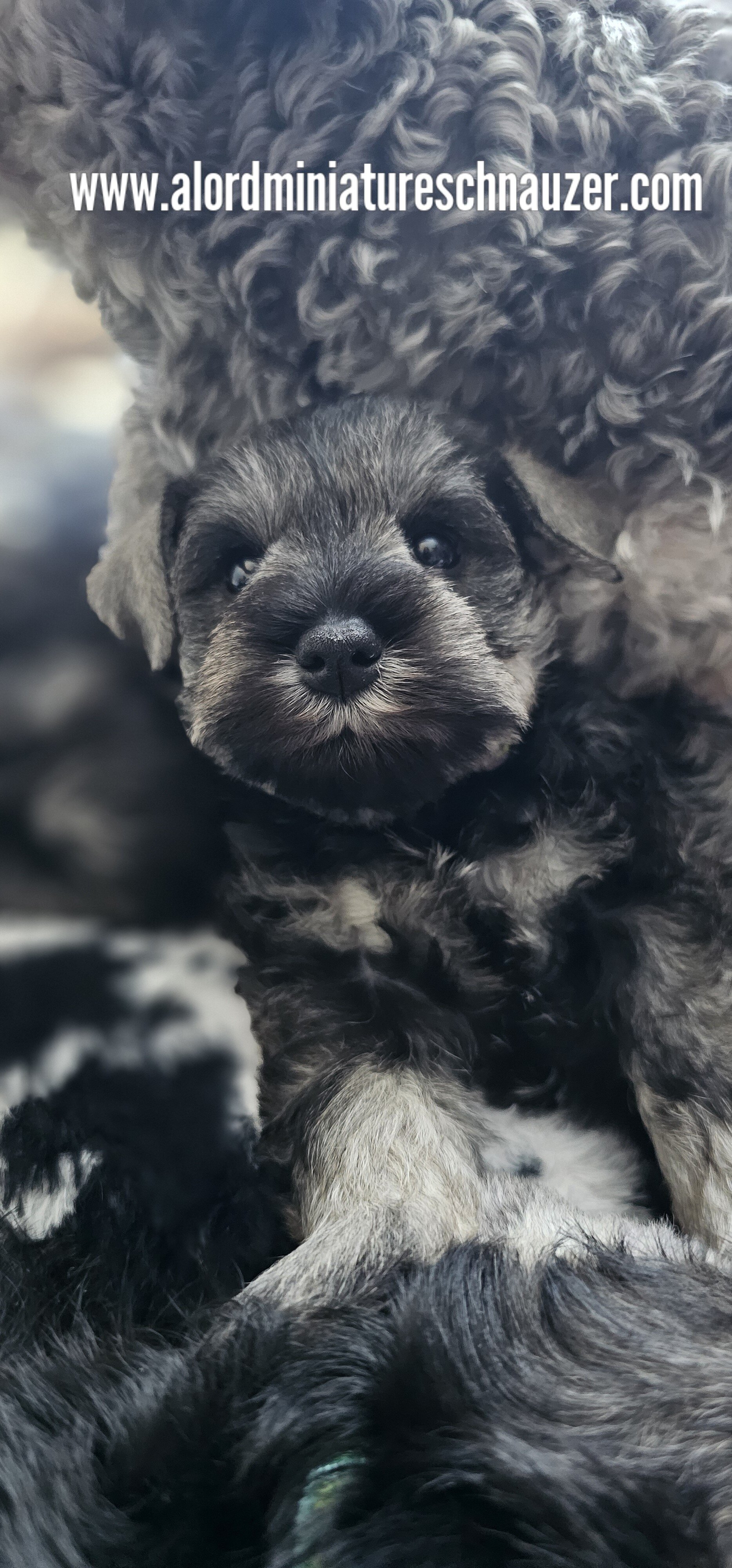A'Lord Miniature Schnauzer image 2