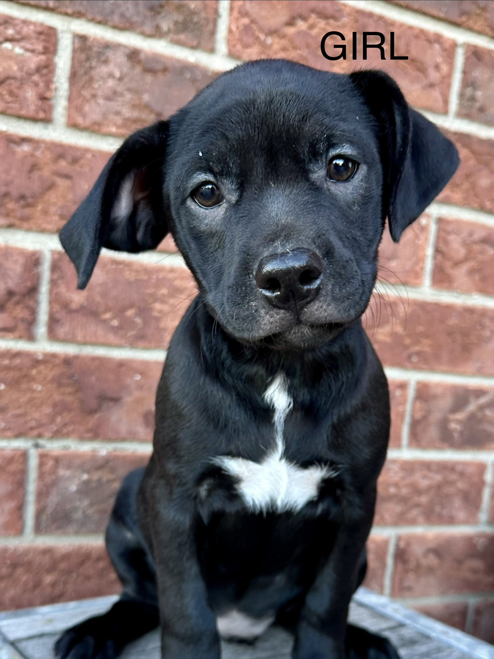 Boston terrier mixed puppies image 6