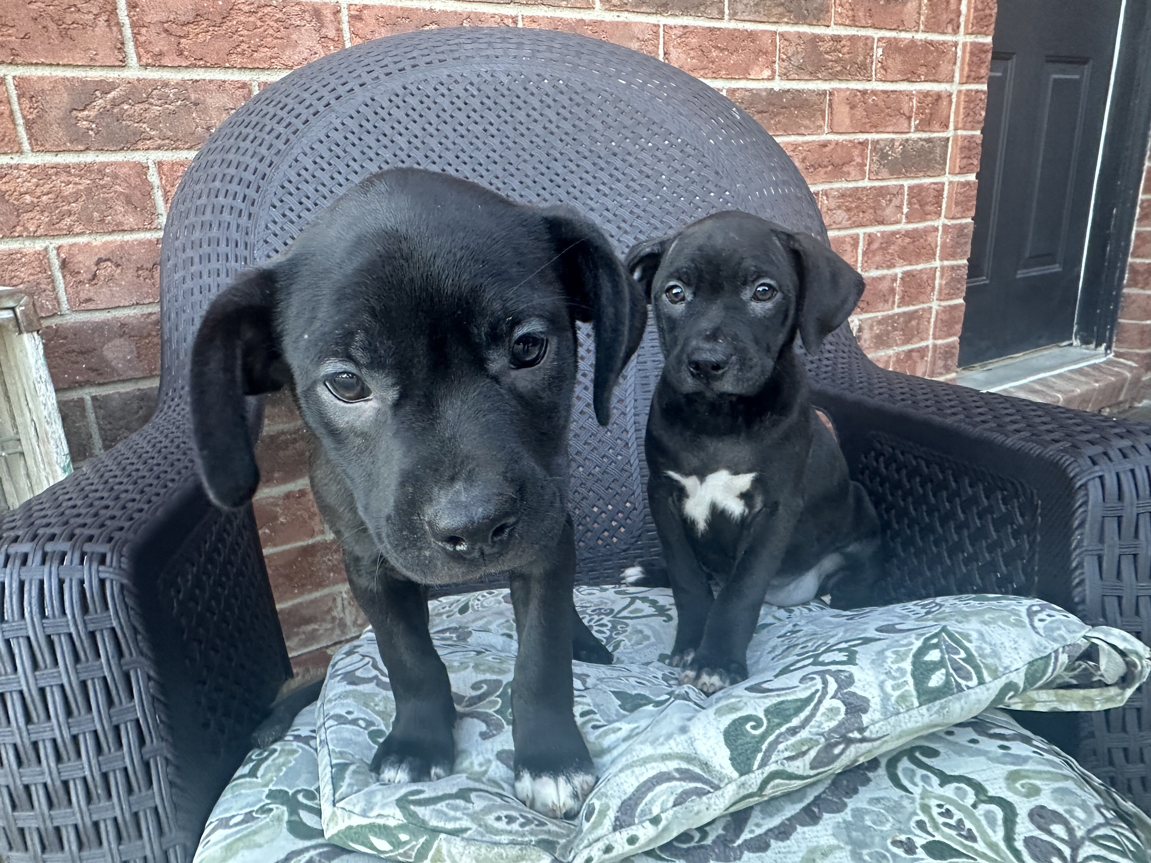 Boston terrier mixed puppies image 3