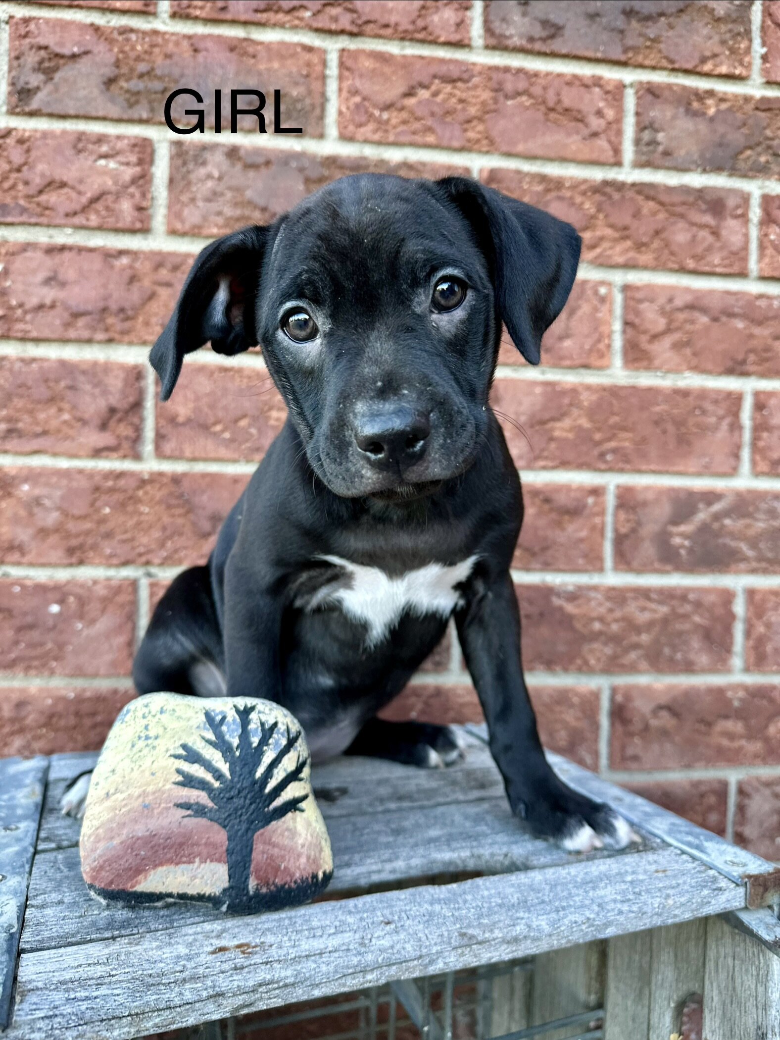 Boston terrier mixed puppies image 2