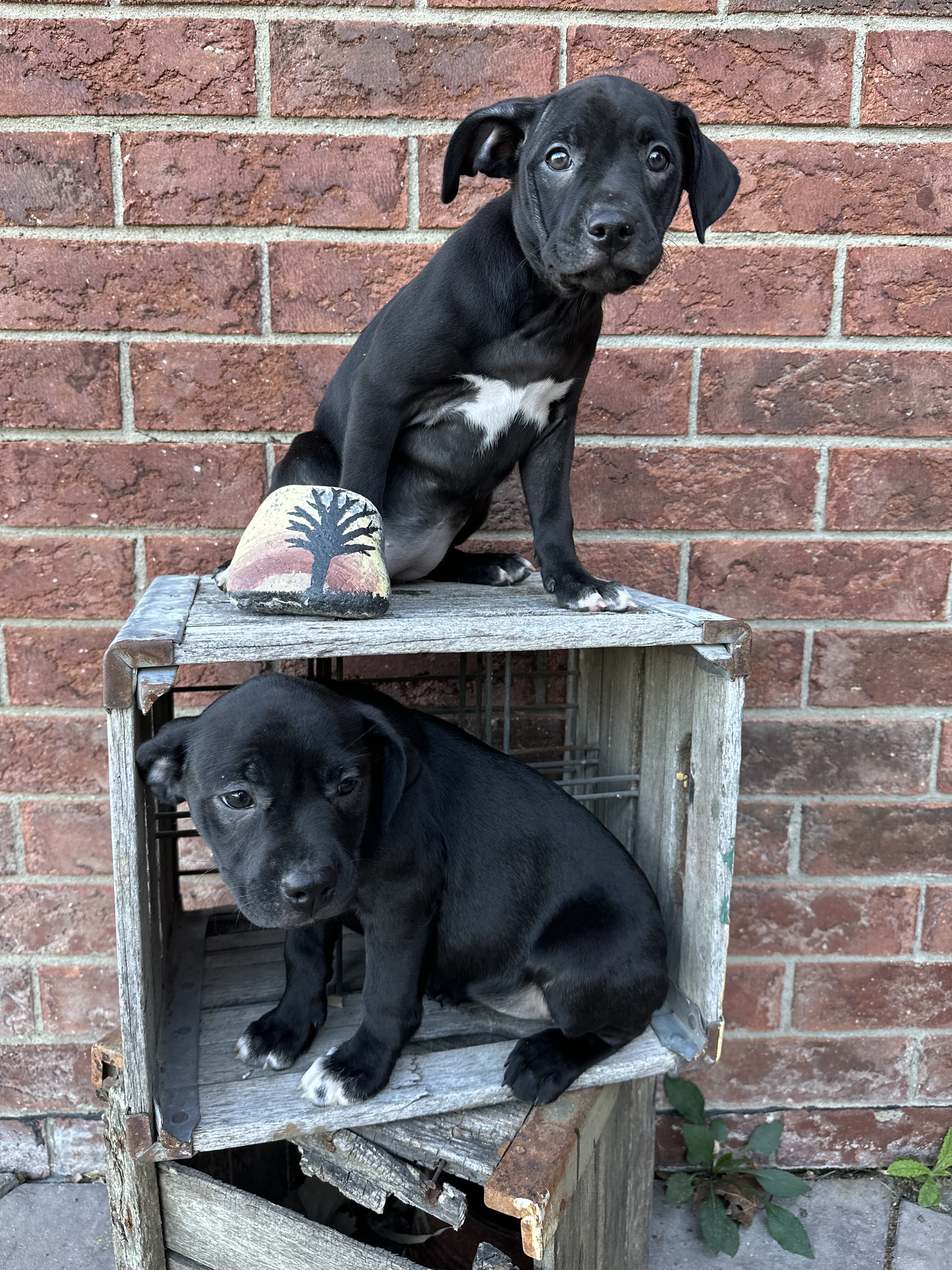 Boston terrier mixed puppies image 4
