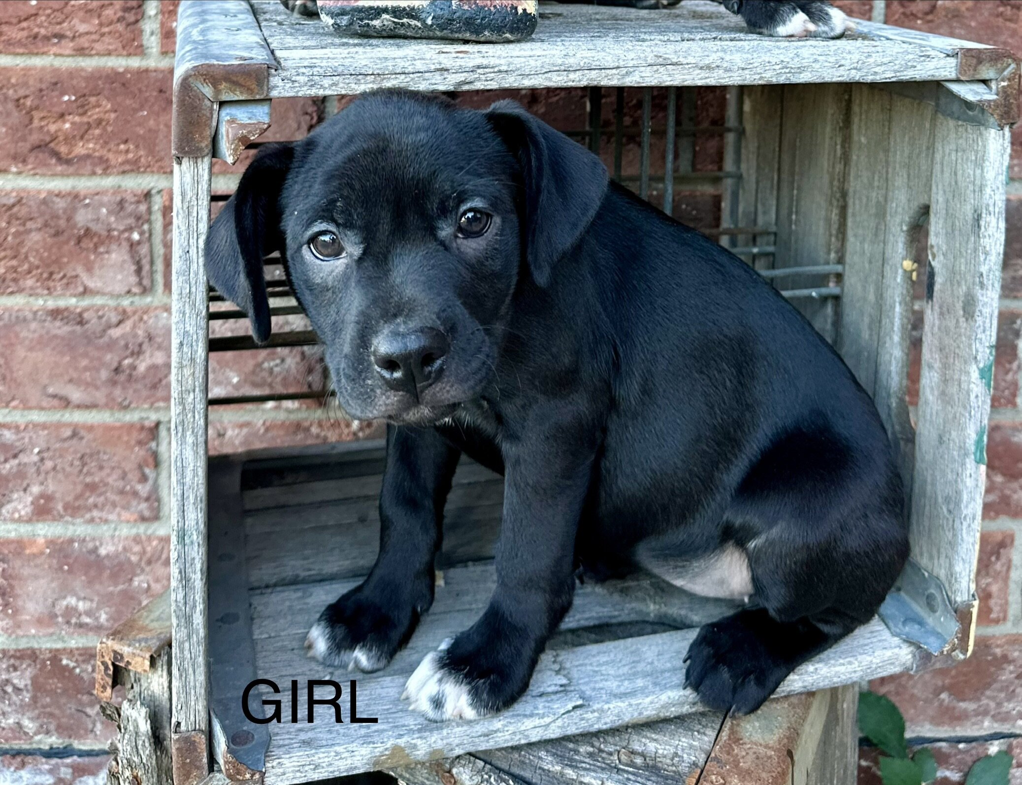 Boston terrier mixed puppies image 5